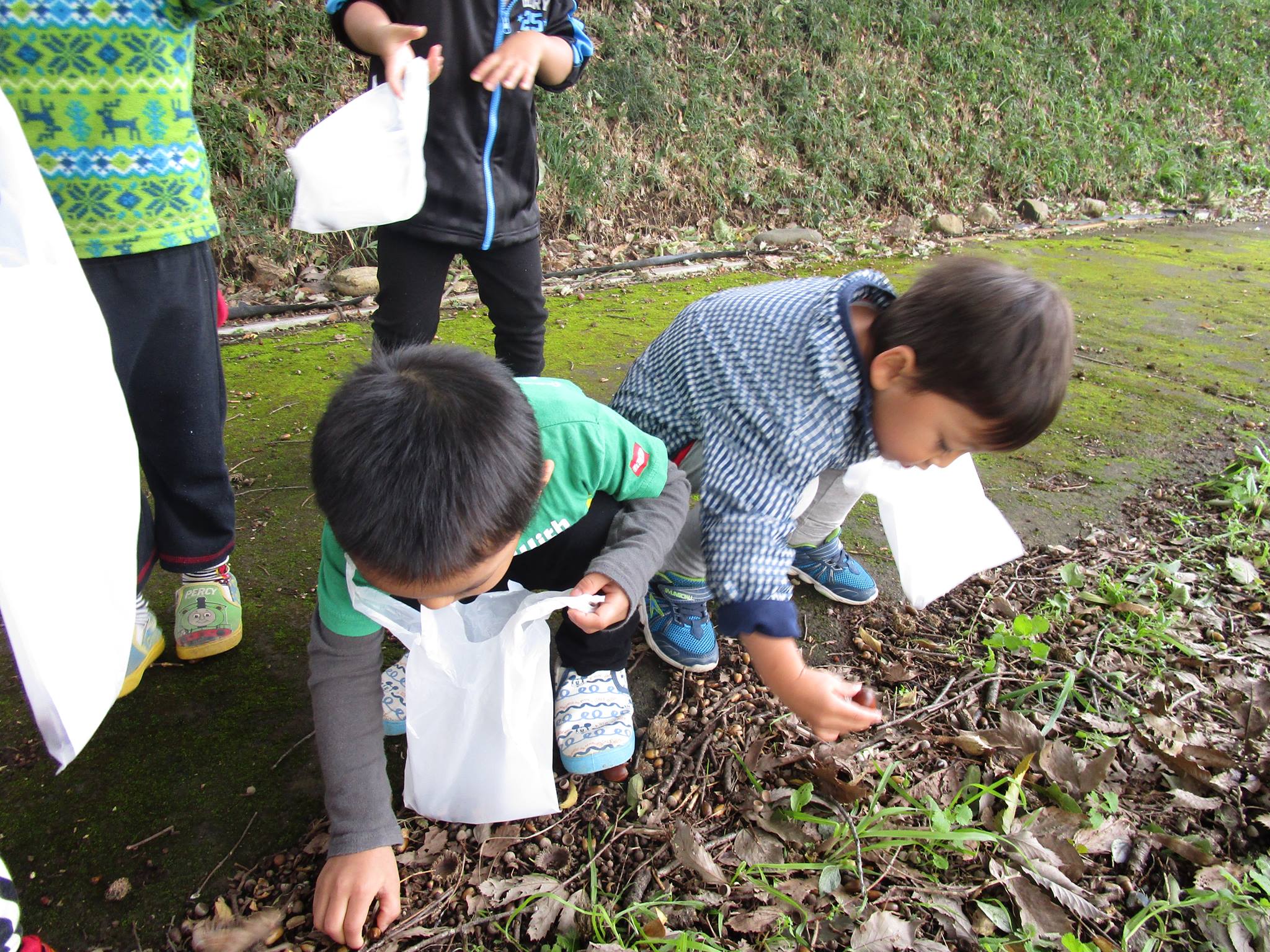 藤岡市保育園 自然 どんぐり